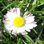 Gänsblümchen