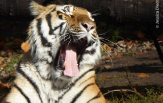 TigerZahn