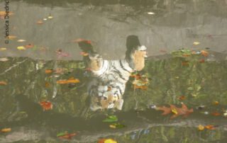 Wasser-Tiger