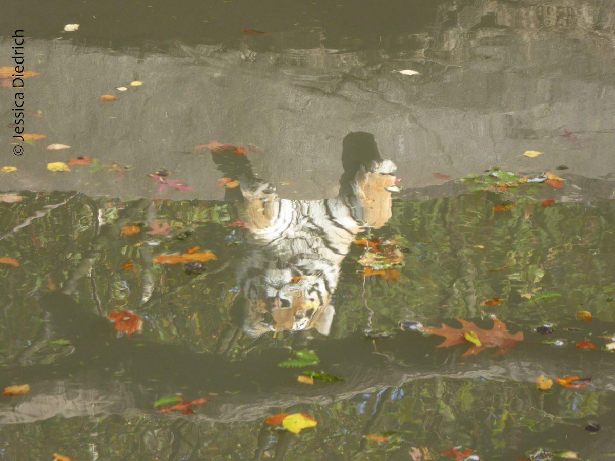 Wasser-Tiger