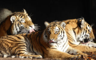 Tiger_Family