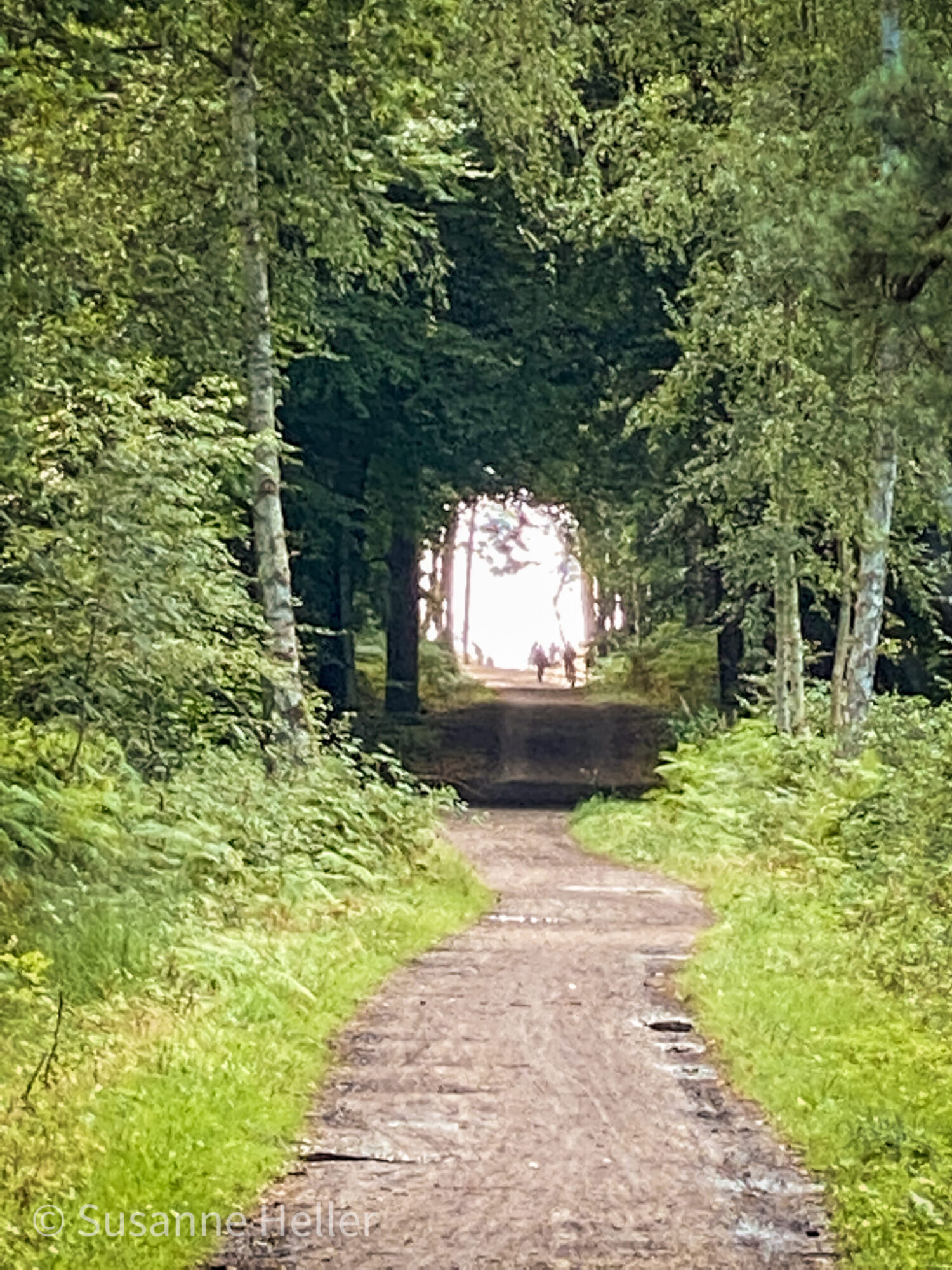 Weg im Wald