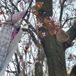Blüten im Februar