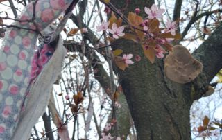 Blüten im Februar