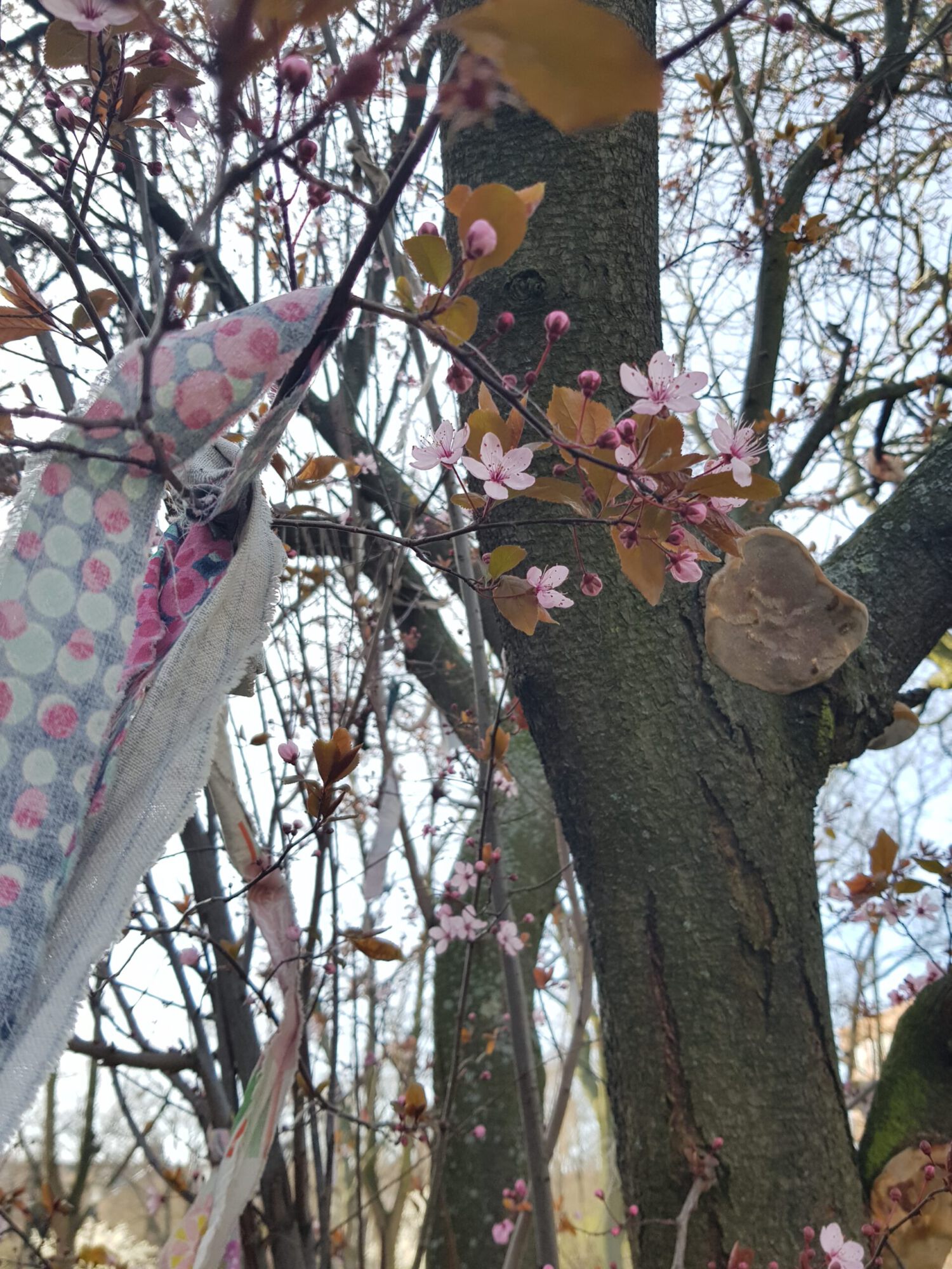 Blüten im Februar