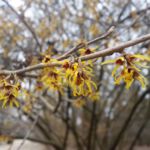 Zaubernuss - erste Blüten - erste Impulse