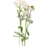 Schafgarbe